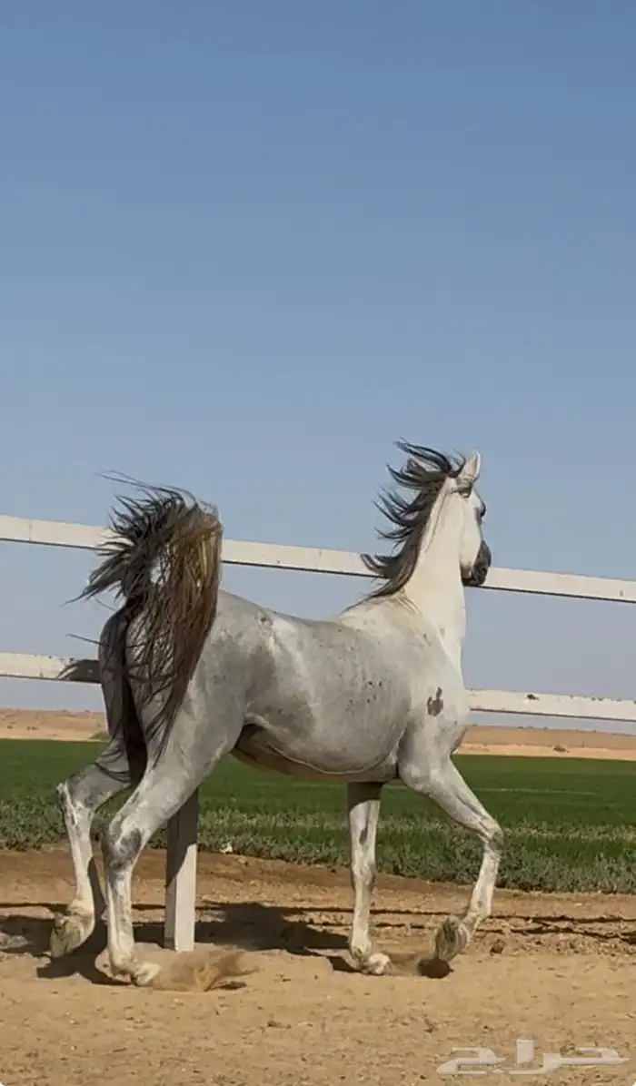 خيل واهوو بوراق 0