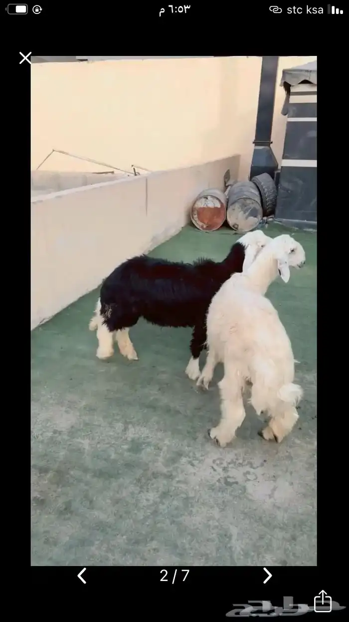 ذبيحه نجدي الرياض حي الشفآء آي مكان نوصل فيه ذبح باقي وحد 0