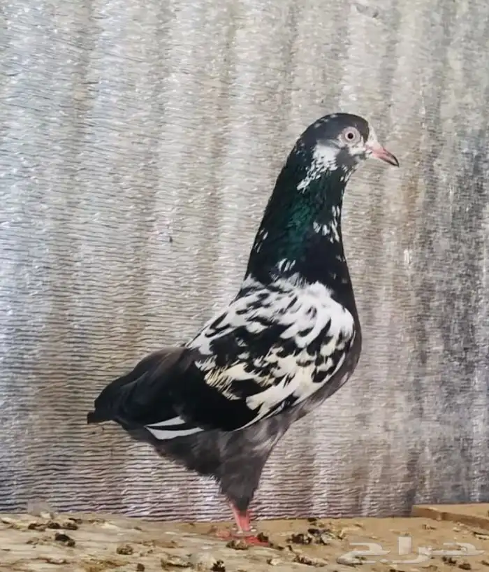 تم البيع أنثى تيدي شينا أساس منتجه 2