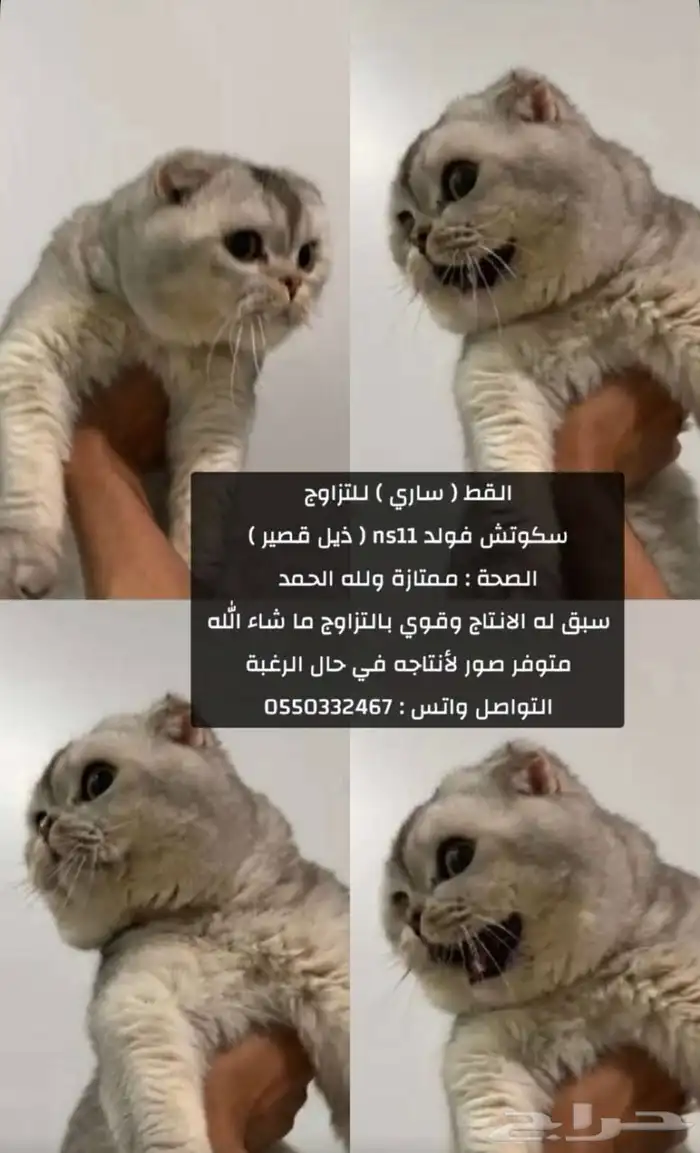 سكوتش عروض 10