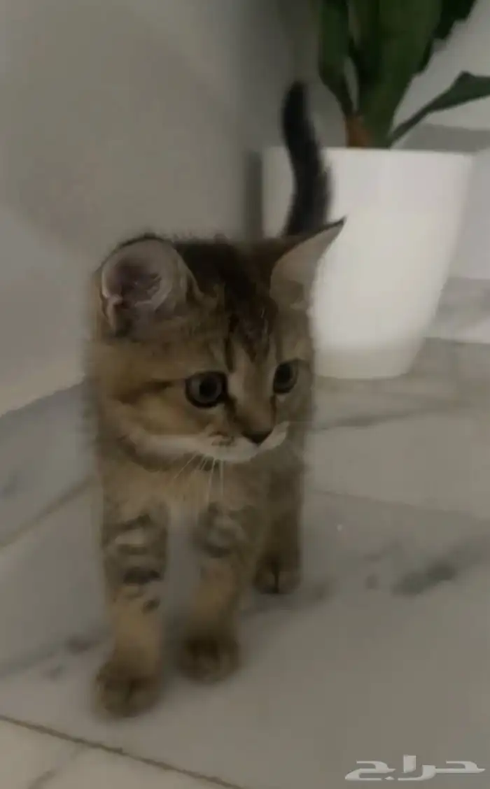 سكوتش عروض 2
