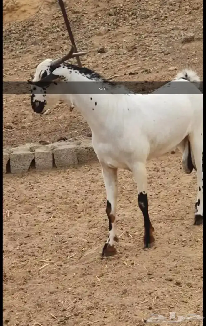 فحل كايف وزين بيشي للبيع 6