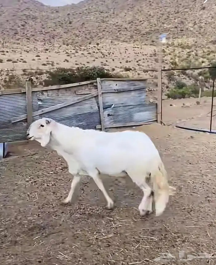 فحل سواكن مطور صنف 0