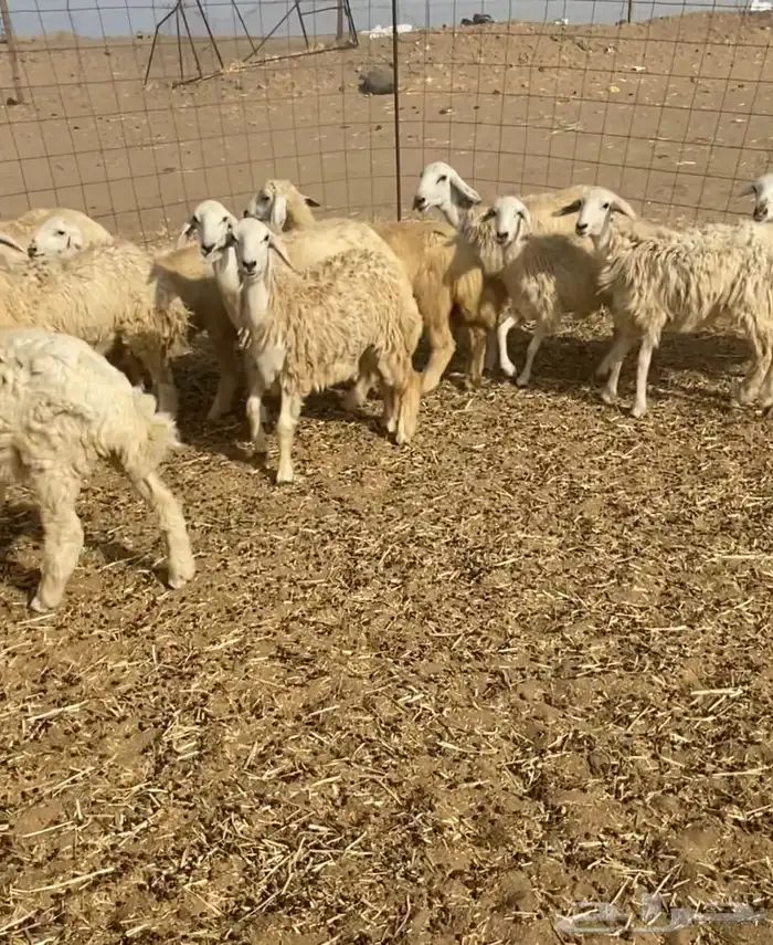 عدد 55 رخال حريات في املج 16