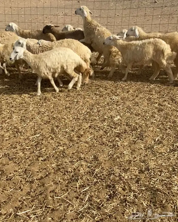 عدد 55 رخال حريات في املج 14