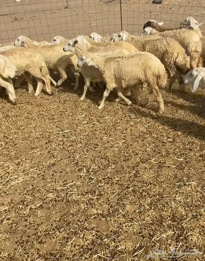 عدد 55 رخال حريات في املج 7