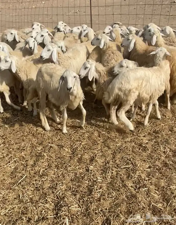 عدد 55 رخال حريات في املج 3