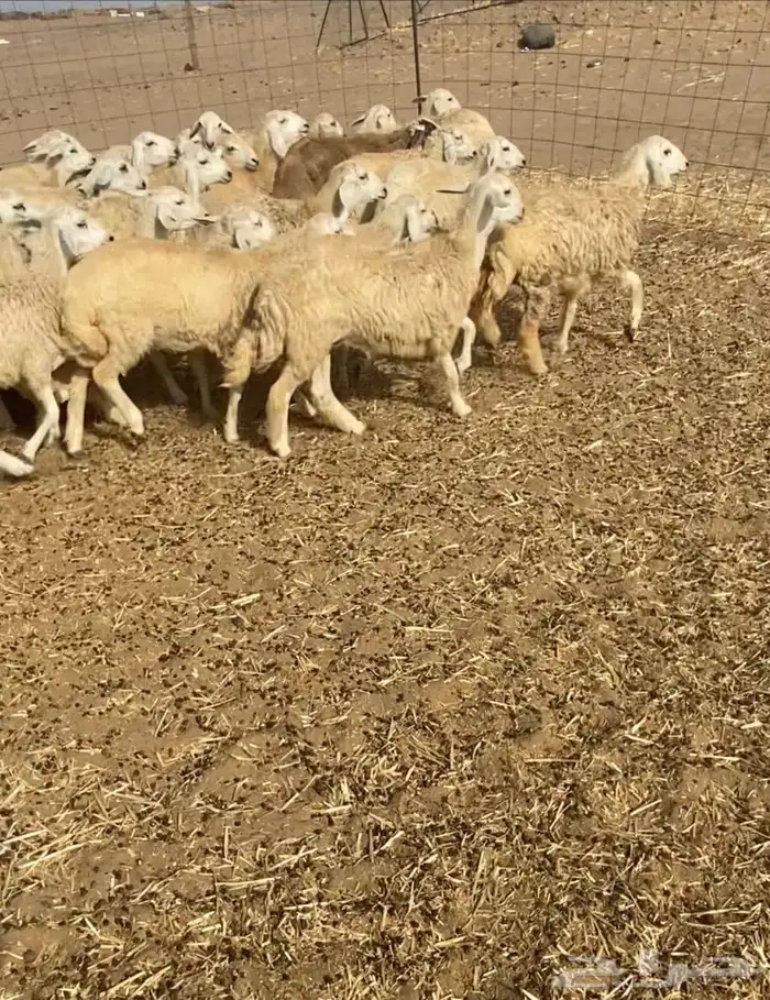 عدد 55 رخال حريات في املج 8
