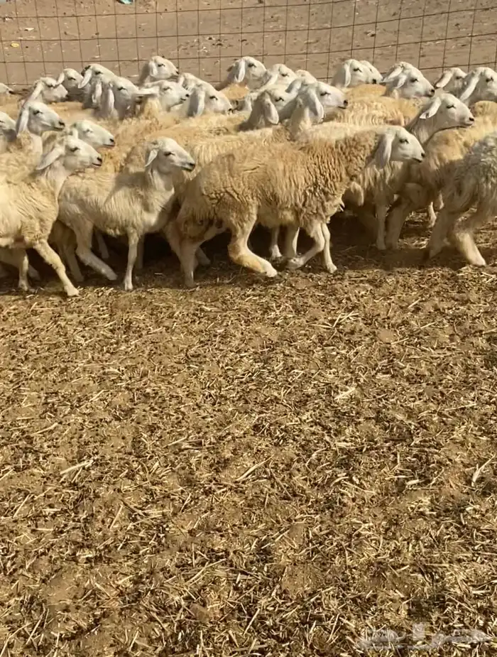 عدد 55 رخال حريات في املج 1