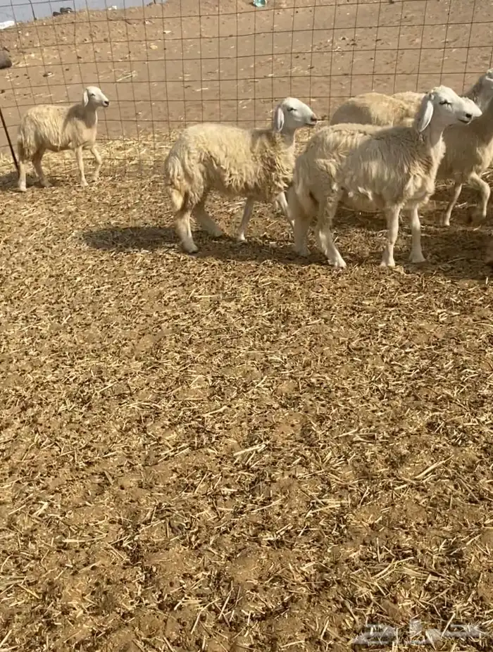 عدد 55 رخال حريات في املج 2