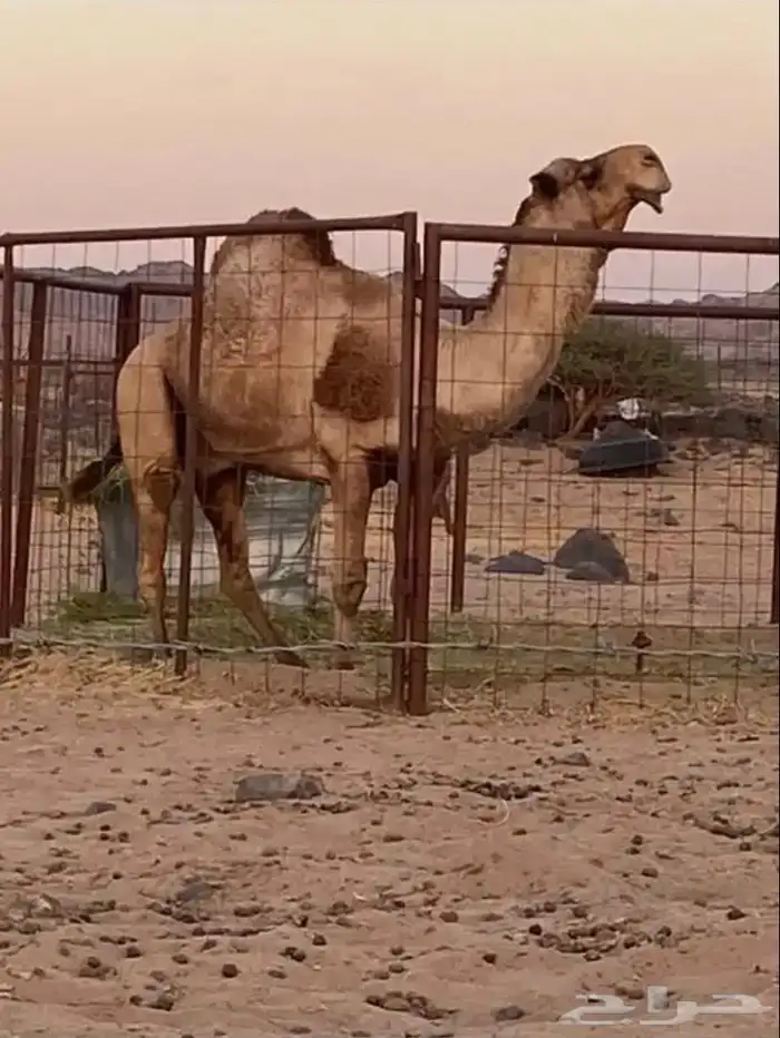 بعير للبيع 1