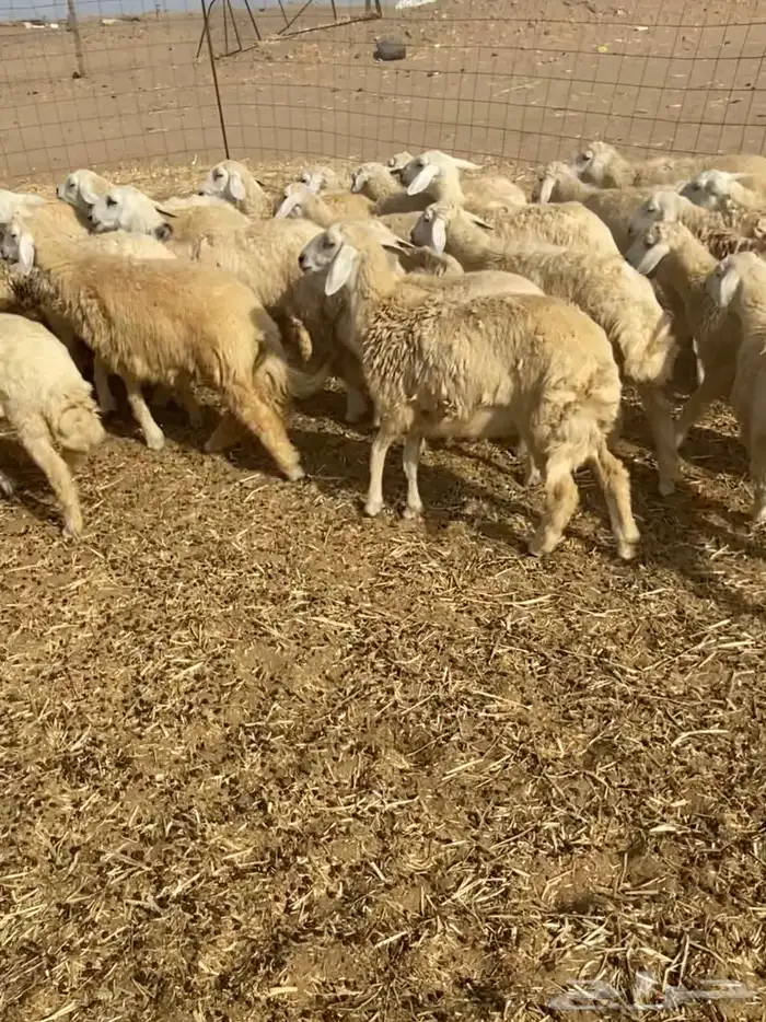 عدد 55 رخال حريات في املج 0