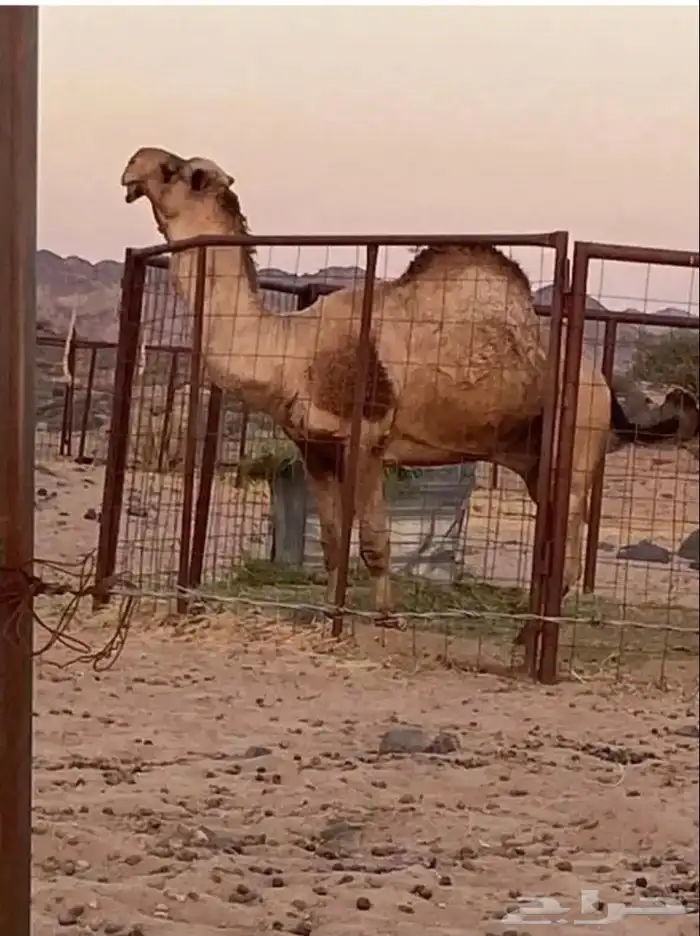 بعير للبيع 2