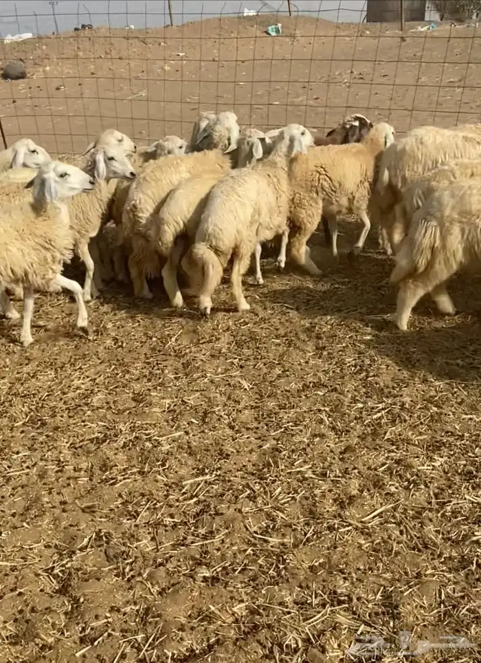عدد 55 رخال حريات في املج 13