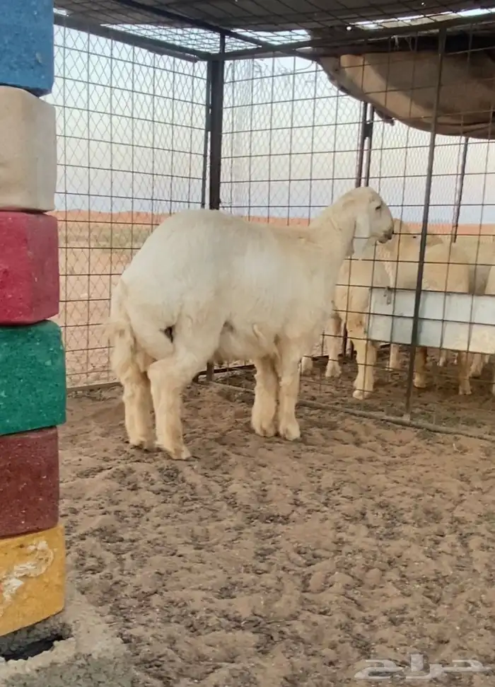 مشروع فحل حري للبيع 6