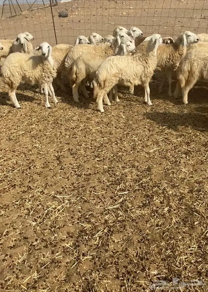 عدد 55 رخال حريات في املج 12
