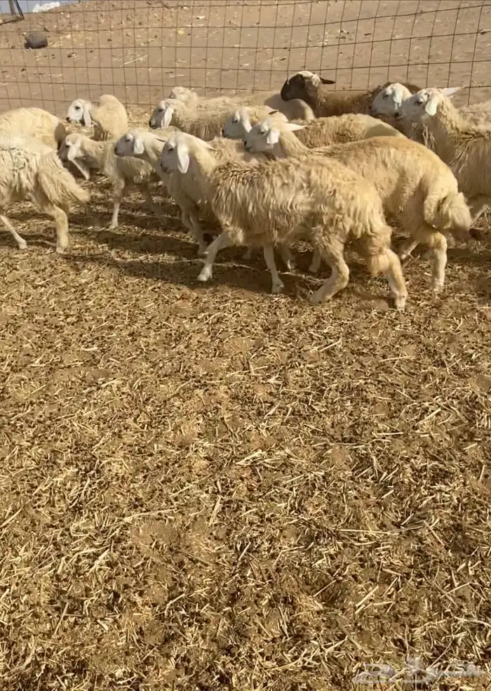 عدد 55 رخال حريات في املج 5