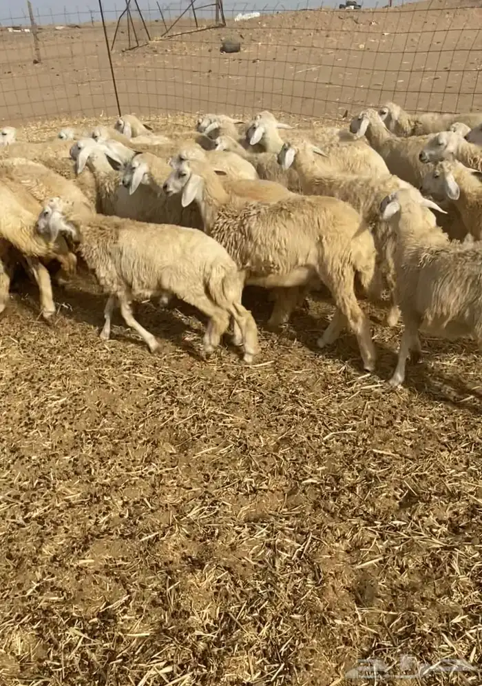 عدد 55 رخال حريات في املج 4