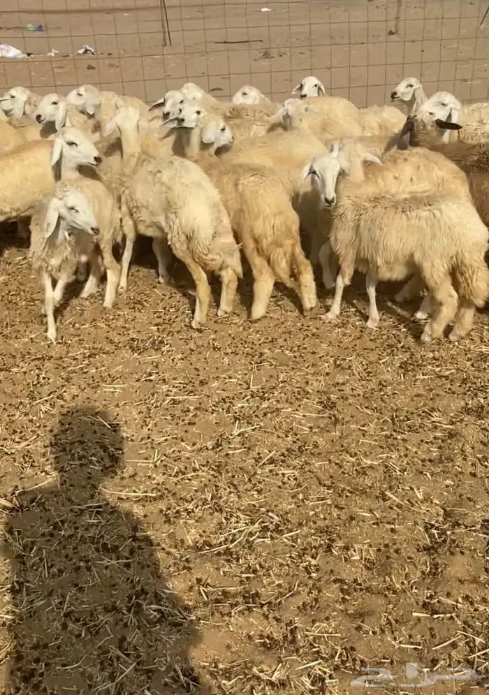 عدد 55 رخال حريات في املج 9