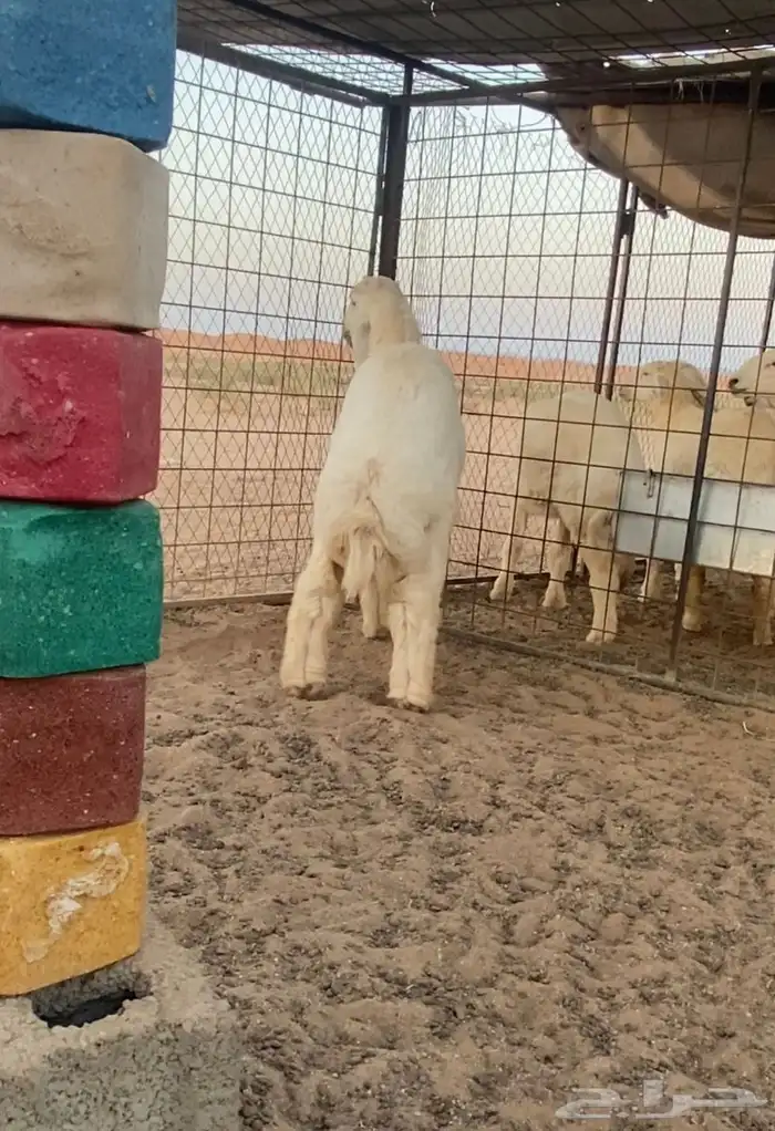 مشروع فحل حري للبيع 5