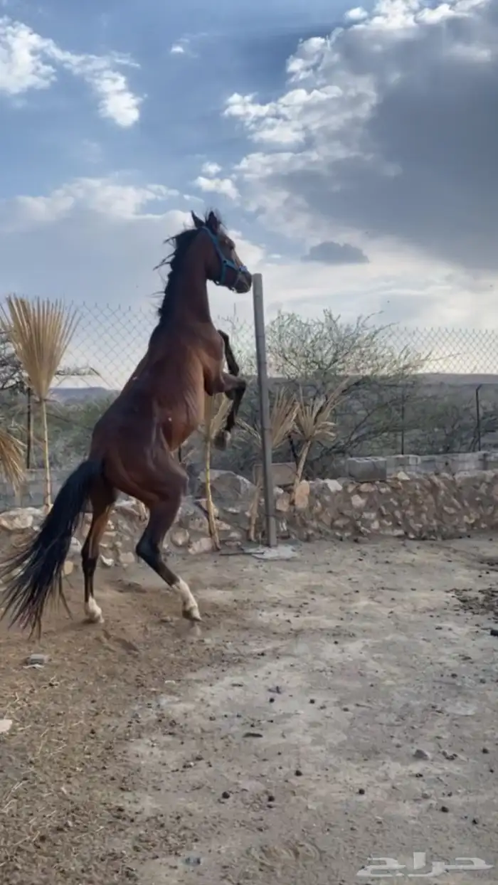 حصان شعبي 0