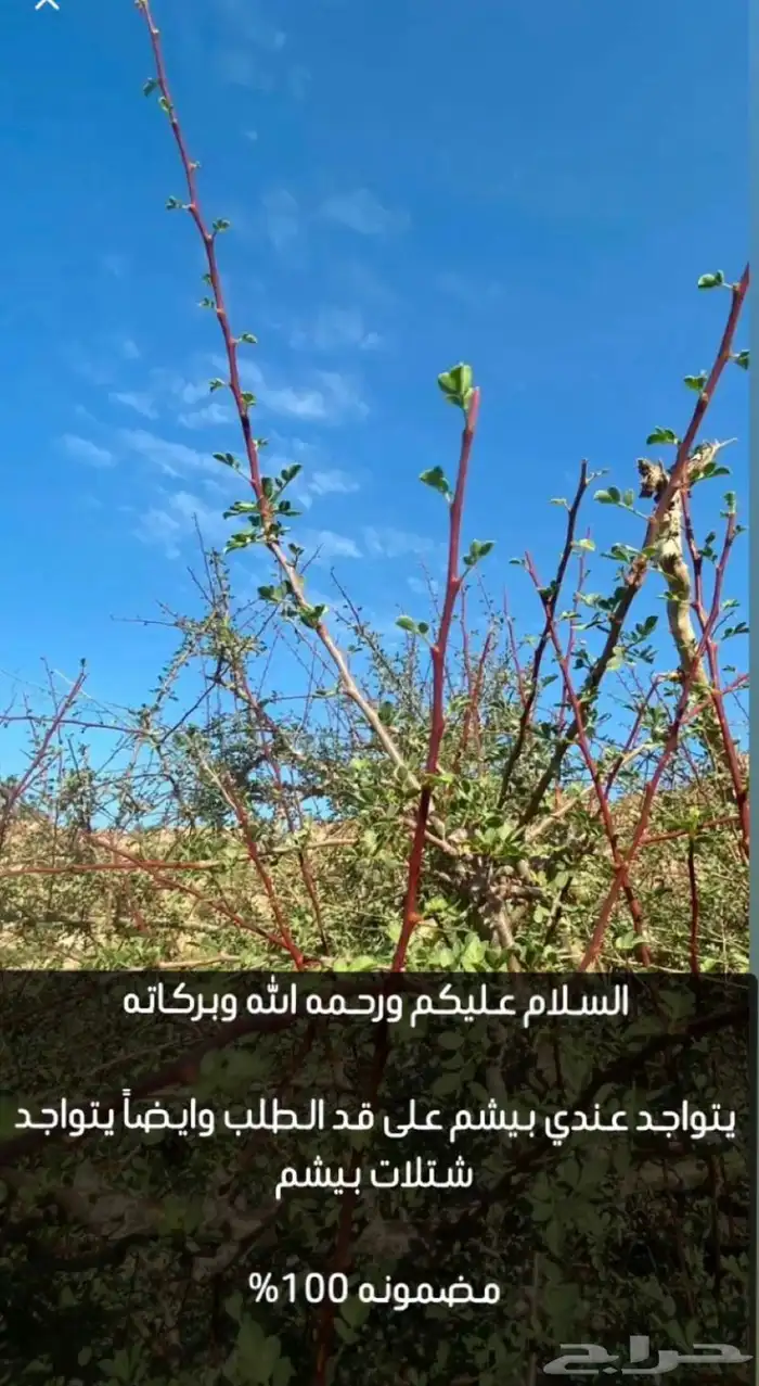 مشاتل _شتلات نوادر 0