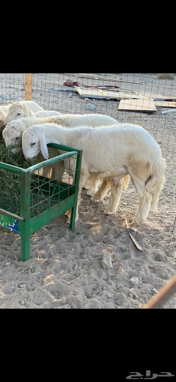 طليان ذبايح للبيع 2