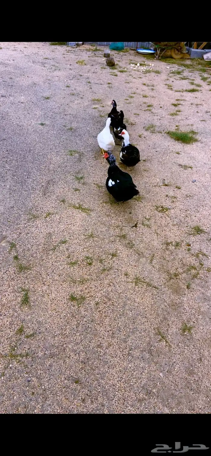 بط بلدي نخبة للبيع 1