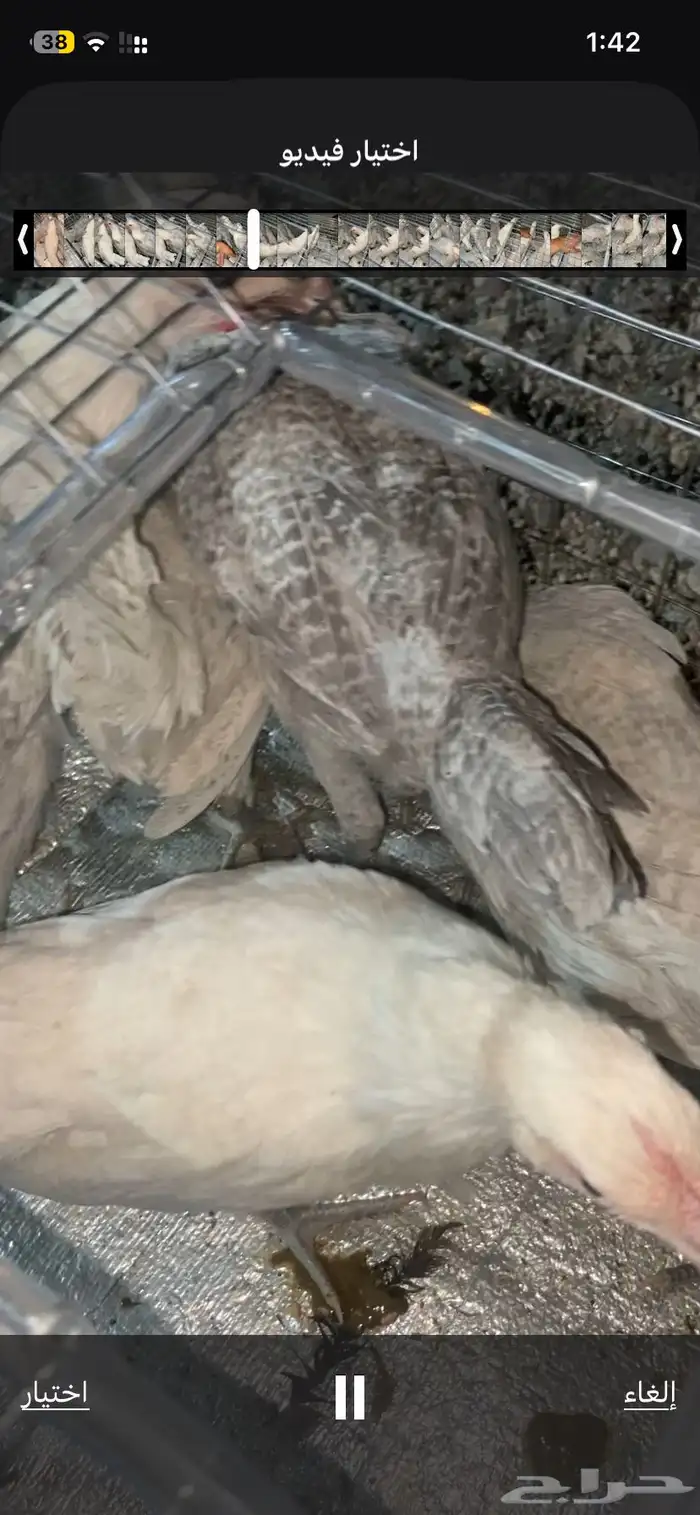 دجاج المنيوم و براهما كولمبي 0