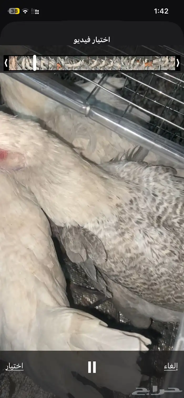 دجاج المنيوم و براهما كولمبي 2