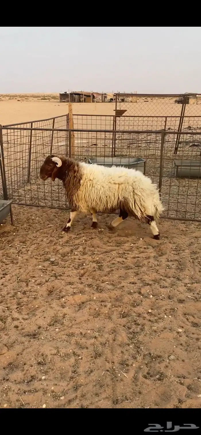 خروف طيب 0