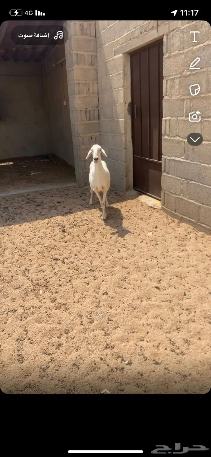 شاه حريه دافع لها3ونص فحص سونار 1