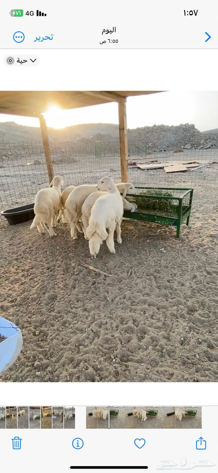 طليان ذبايح للبيع 1