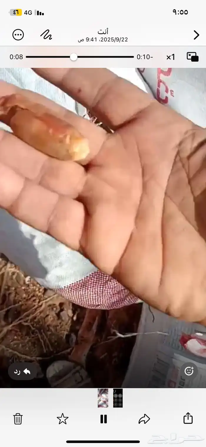 تمر حق حلال ناشف 1