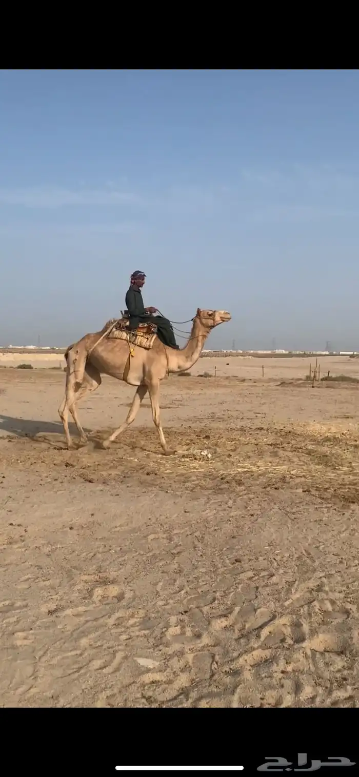 رحول ذلول طوع ( بكره ) 0