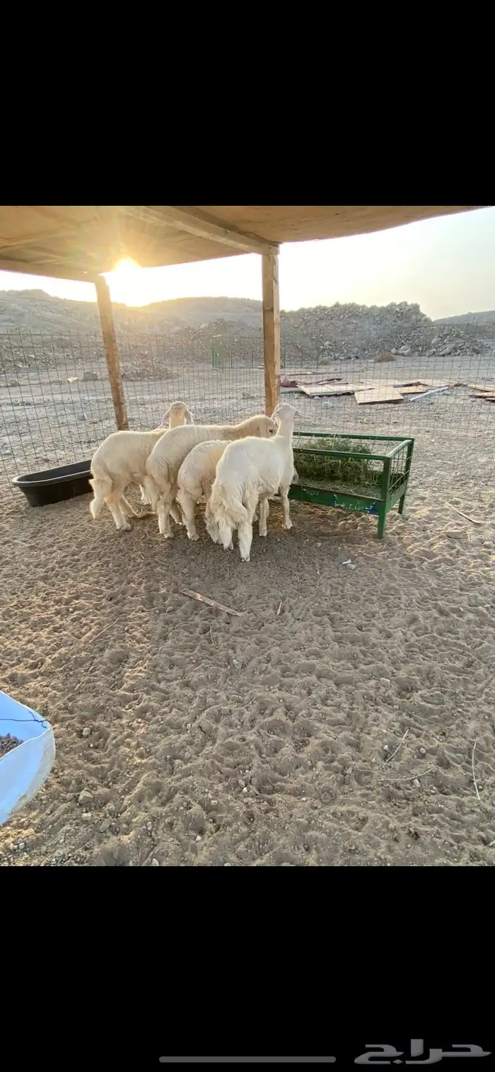 طليان ذبايح للبيع 4