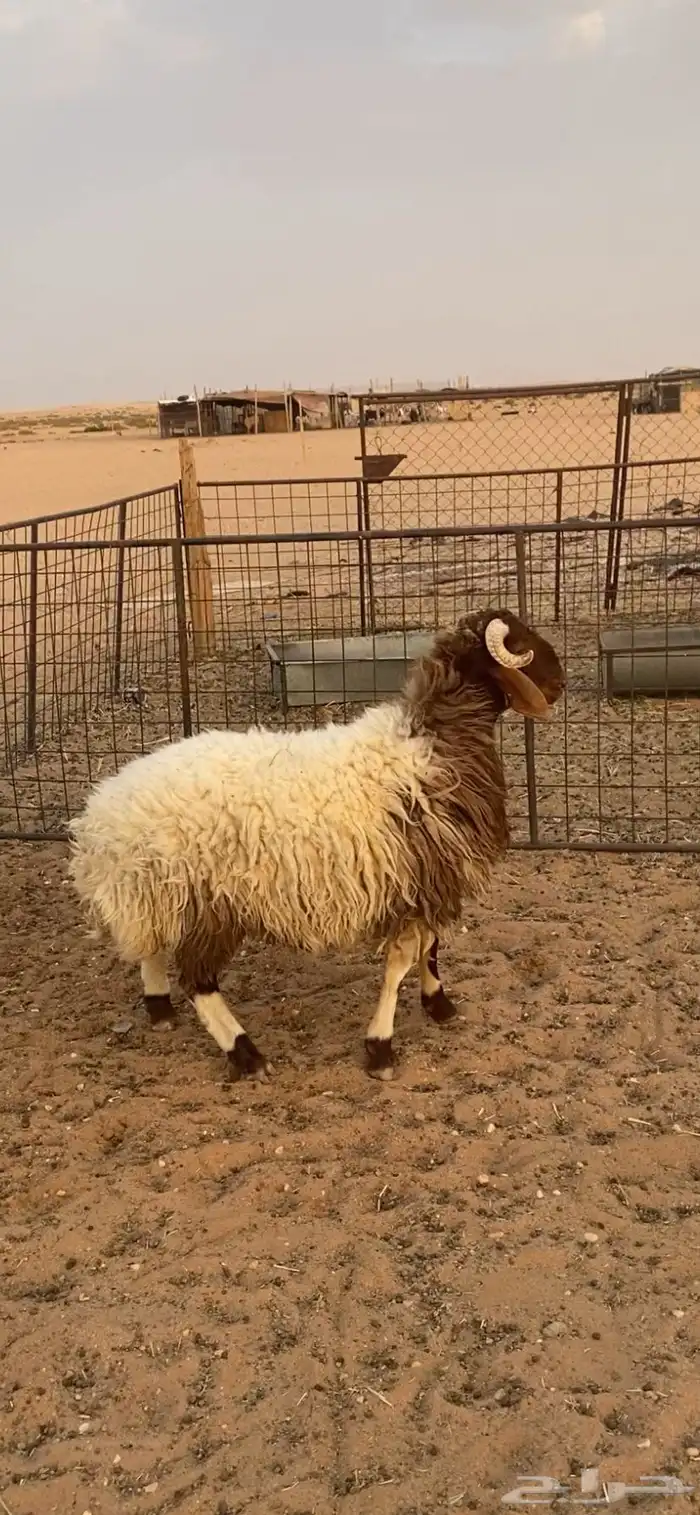 خروف طيب 1
