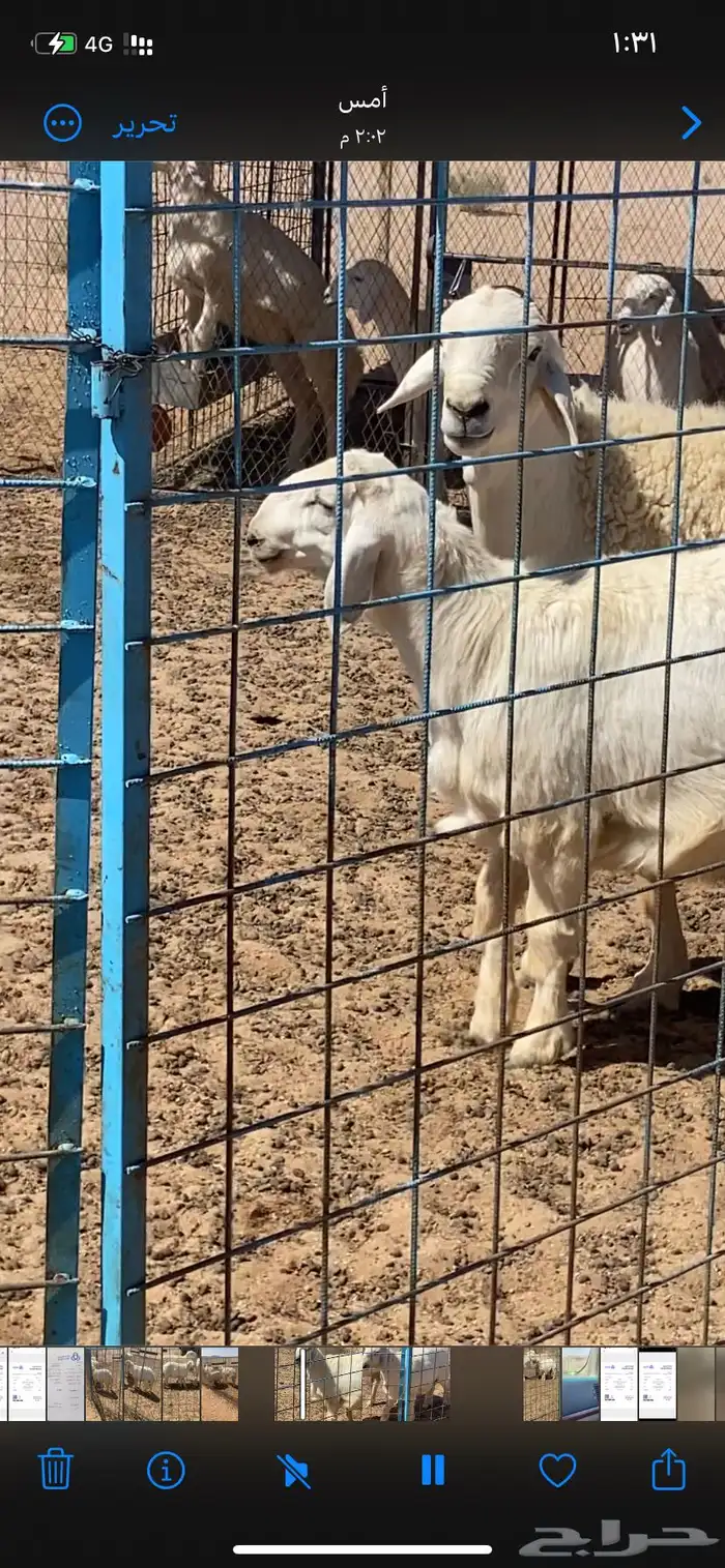مشروع فحل حري للبيع 3