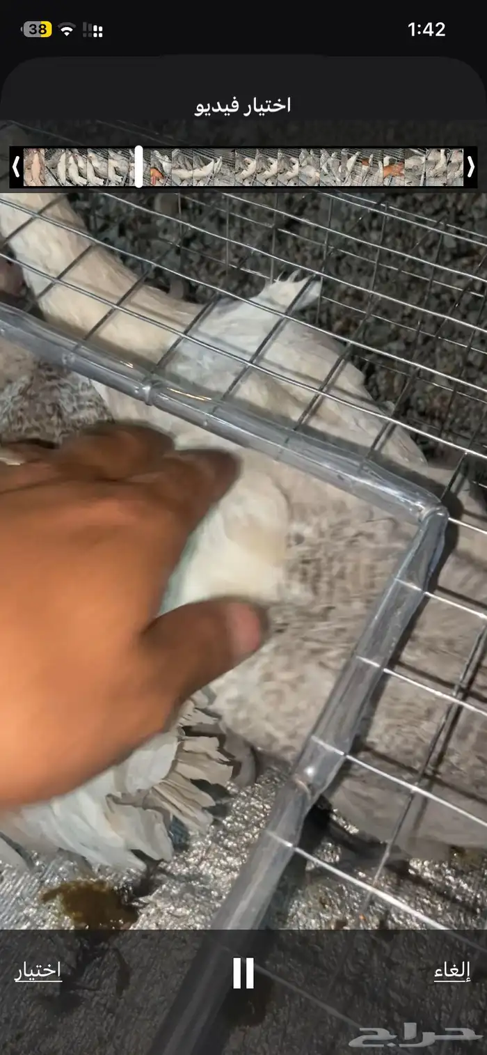 دجاج المنيوم و براهما كولمبي 1