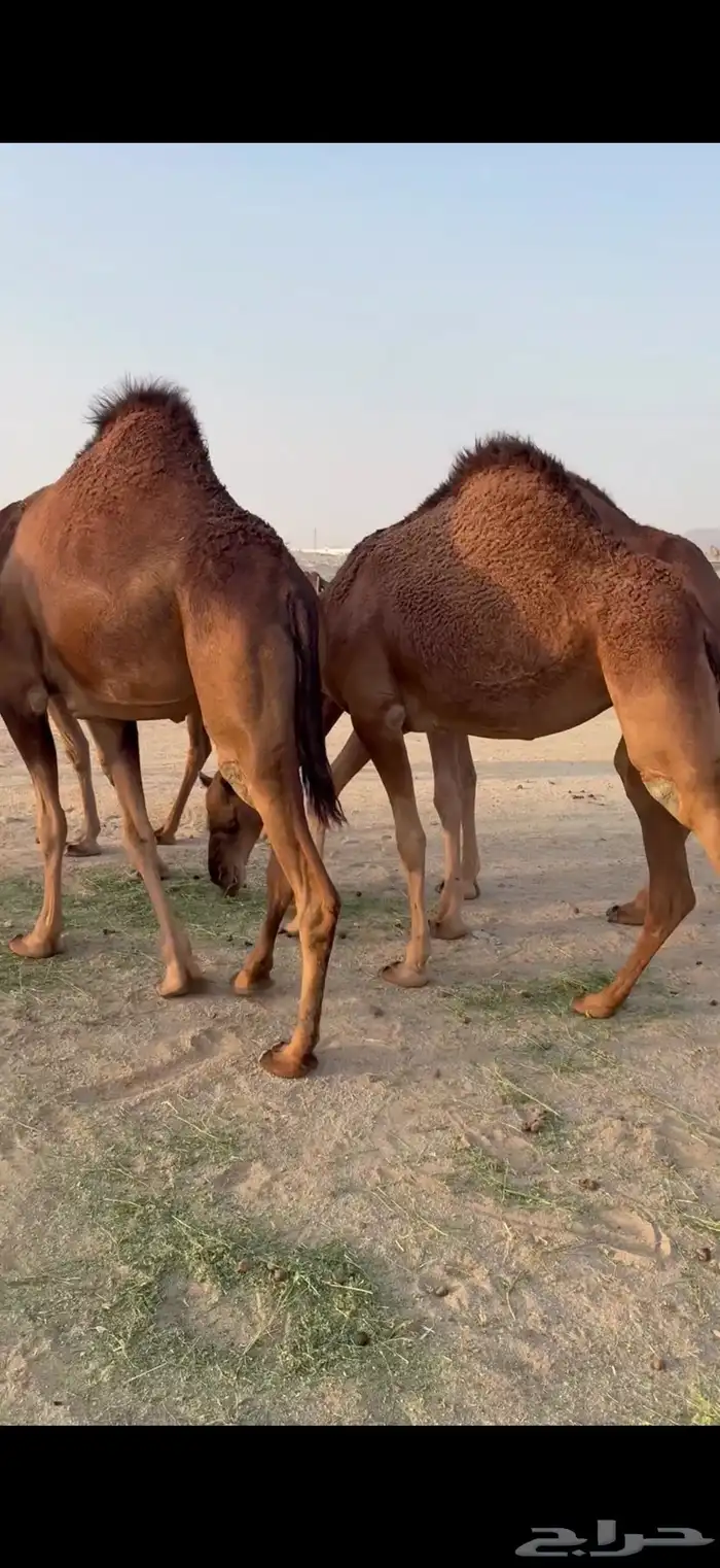 بكار سواحل خوات بعض غفال 0