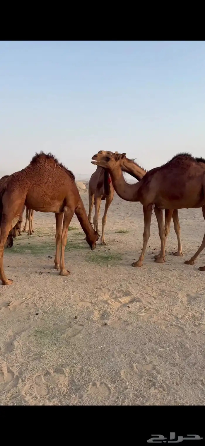 بكار سواحل خوات بعض غفال 3