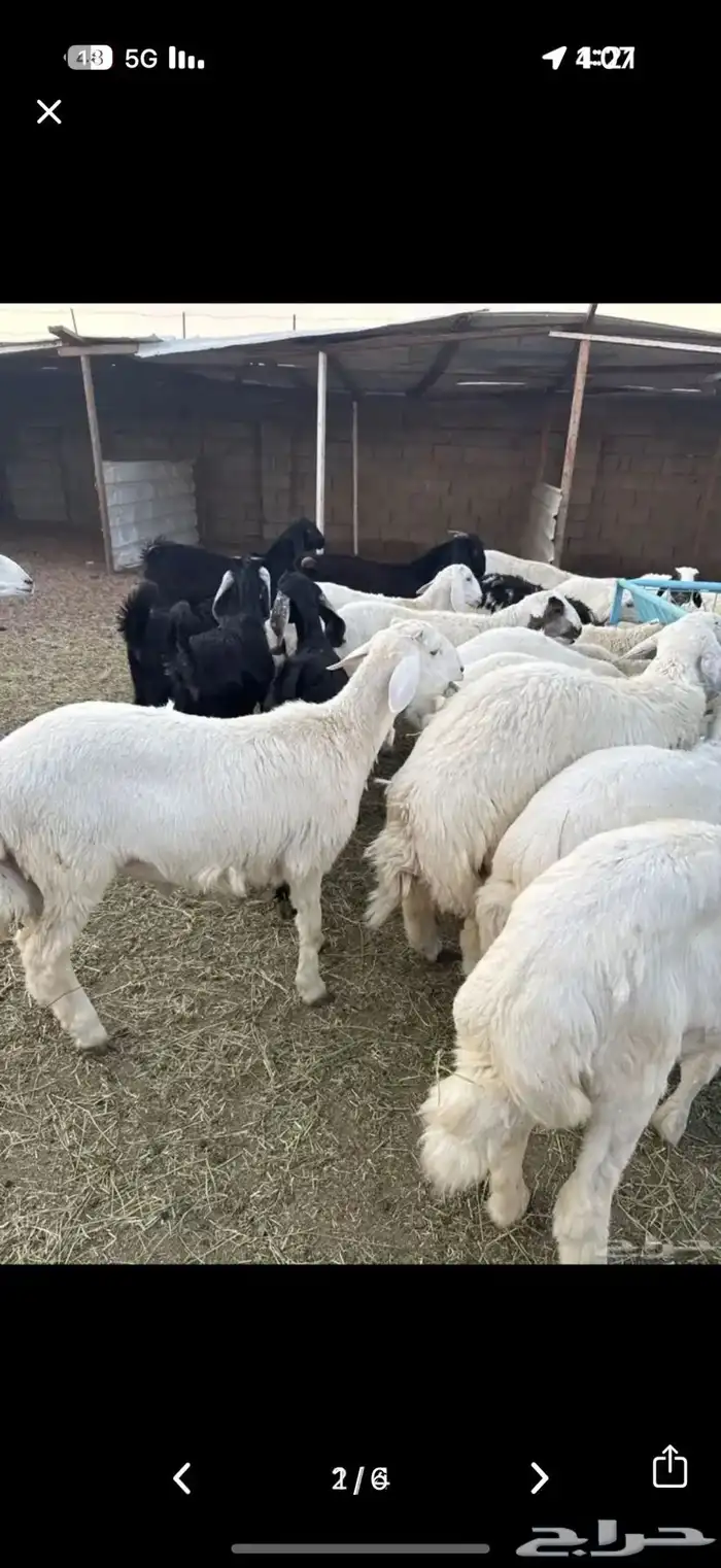 طليان وتيوس جبره 0
