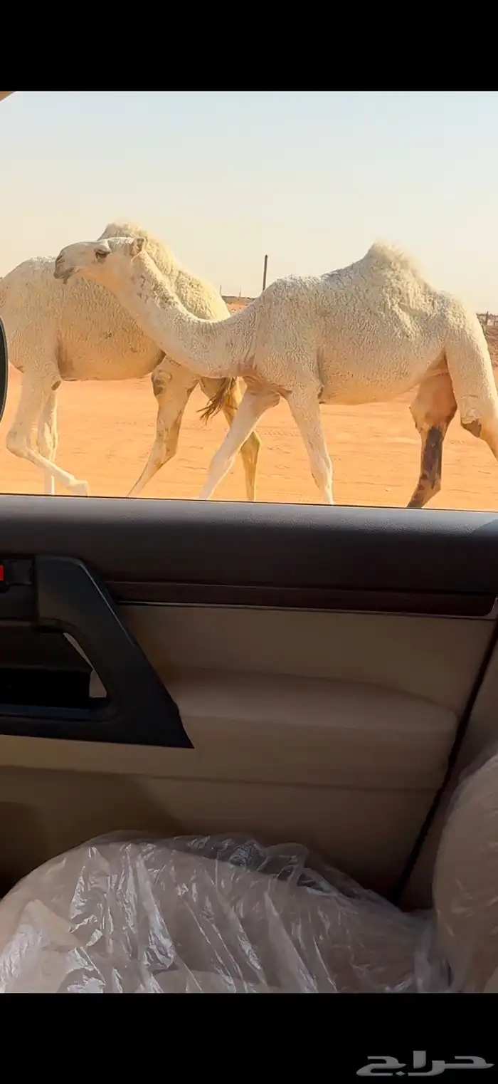 بكار وضح طيبات 2