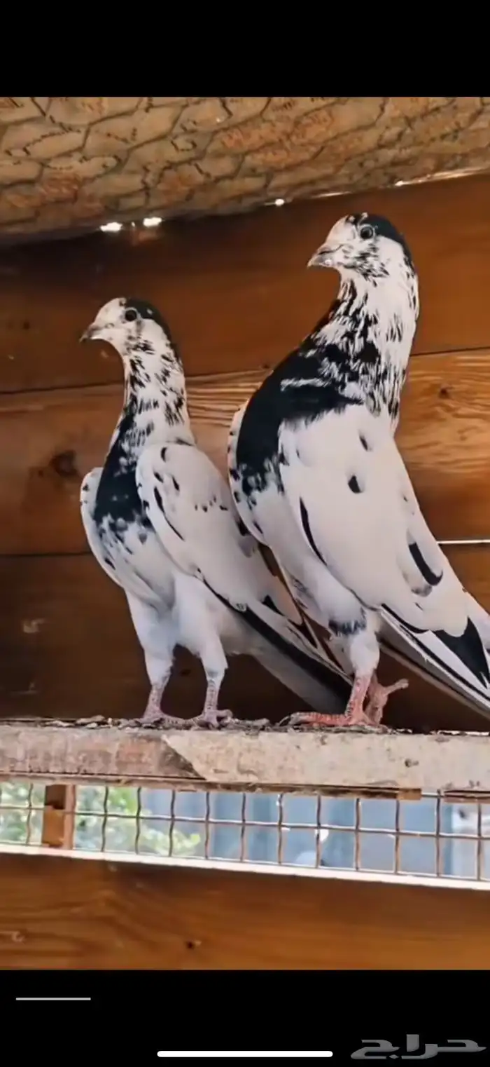 جوز بانتيز خوارج 0