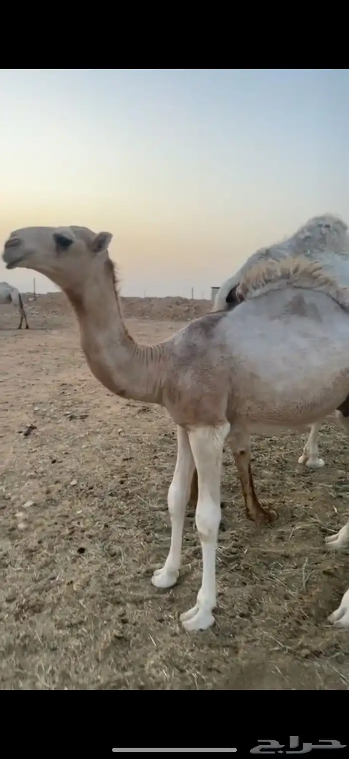 حوار فحل على الأدلخ 2