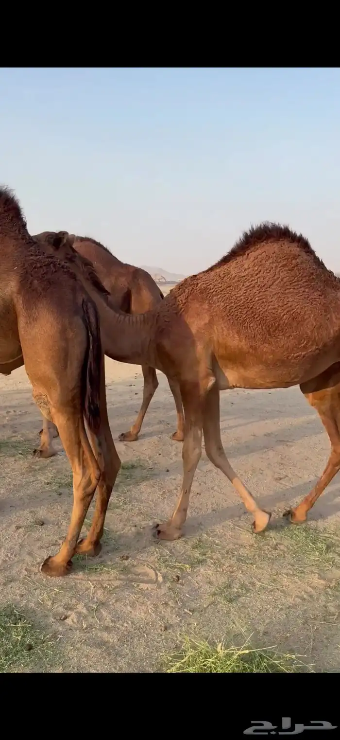 بكار سواحل خوات بعض غفال 1