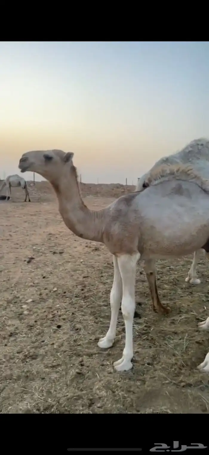 حوار فحل على الأدلخ 0