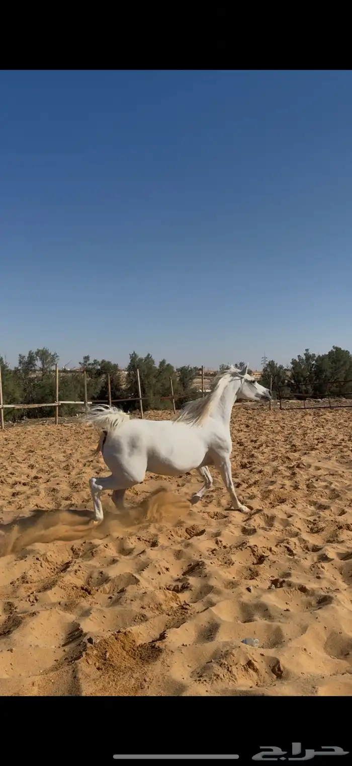 تم البيع 1