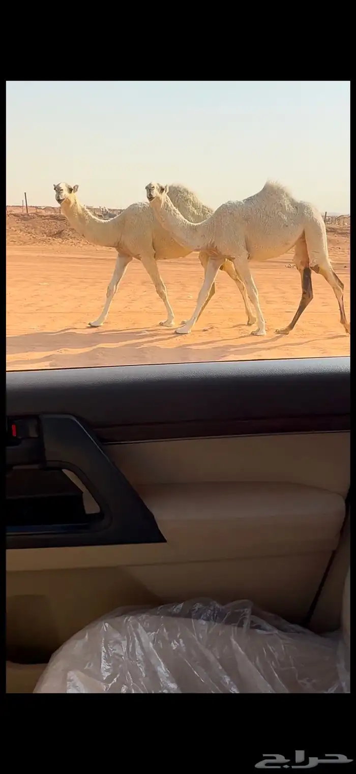 بكار وضح طيبات 1