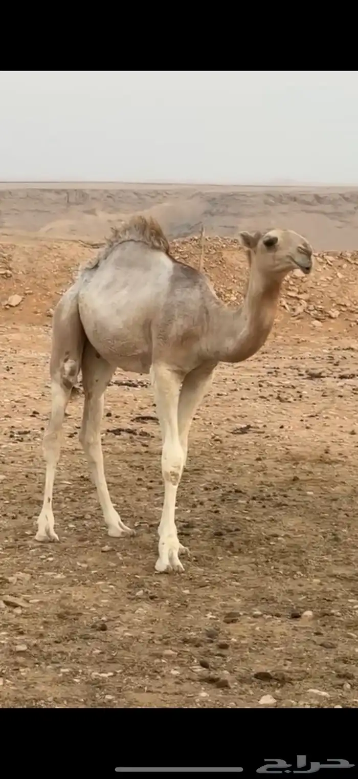 حوار فحل على الأدلخ 1
